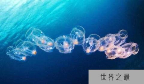 比海水还要清澈的鱼：樽海鞘全身透明