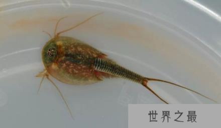 在地球存活了2亿年的动物：鲎