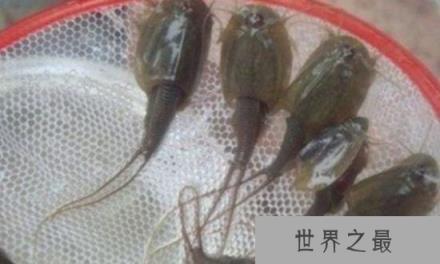 在地球存活了2亿年的动物：鲎