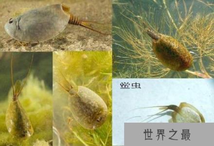 在地球存活了2亿年的动物：鲎