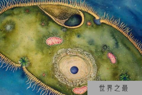 世界上最小的动物