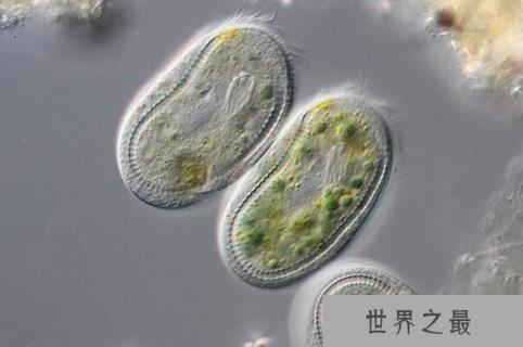 世界上最小的动物