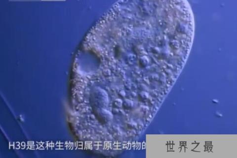 世界上最小的动物