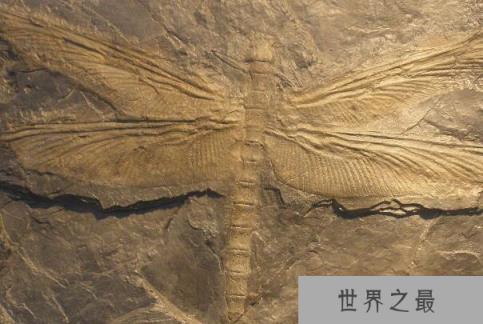 远古最大的蜻蜓：巨脉蜻蜓翼展高达75厘米