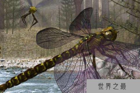 远古最大的蜻蜓：巨脉蜻蜓翼展高达75厘米