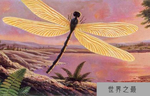 远古最大的蜻蜓：巨脉蜻蜓翼展高达75厘米