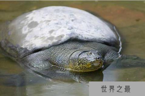 世界十大最稀有的乌龟品种