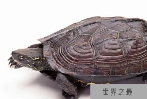 世界十大最稀有的乌龟品种