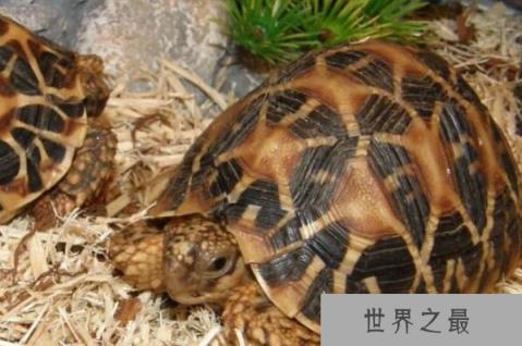 世界十大最稀有的乌龟品种