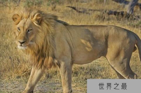 非洲分布广泛的十大猛兽