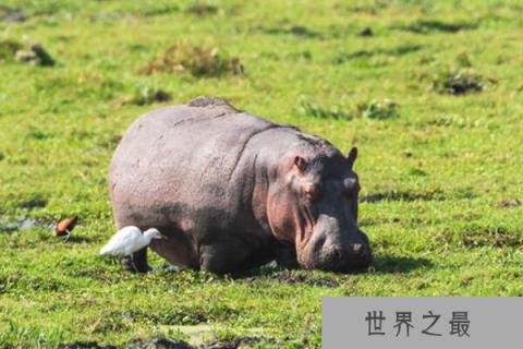 非洲分布广泛的十大猛兽