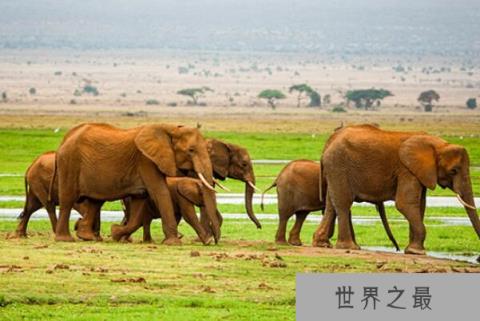 非洲分布广泛的十大猛兽