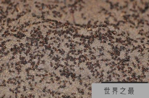 世界上最大的食人蚁：非洲食人蚁所到之处尸骨无存