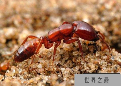 世界上最大的食人蚁：非洲食人蚁所到之处尸骨无存