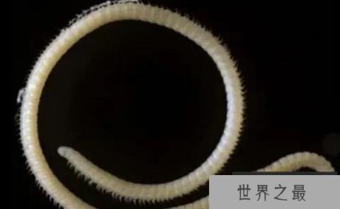 世界上最罕见的新物种