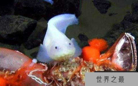 世界上最罕见的新物种