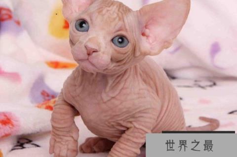 世界上最具个性的猫：加拿大无毛猫