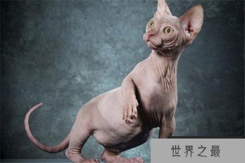 世界上最具个性的猫：加拿大无毛猫