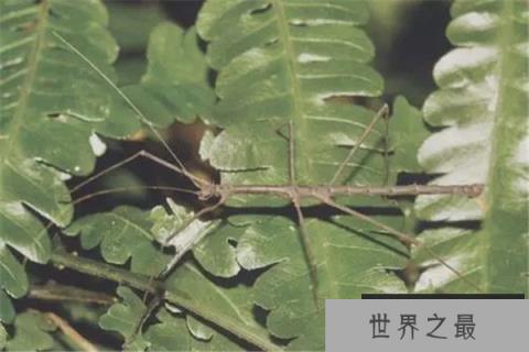 昆虫界的十大顶级霸主：体型巨大，杀伤力极强！