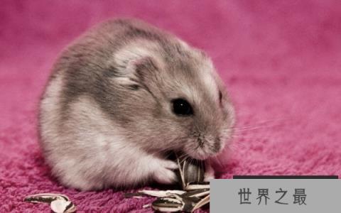 世界上最可爱的鼠类：仓鼠外形漂亮性格温和