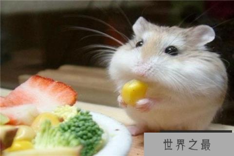 世界上最可爱的鼠类：仓鼠外形漂亮性格温和