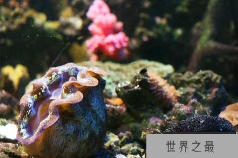 世界上最大的双壳贝：砗磲