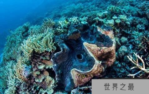 世界上最大的双壳贝：砗磲
