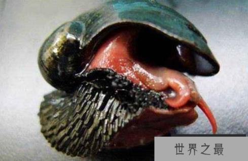 世界上什么动物壳最硬：连子弹都无法打穿