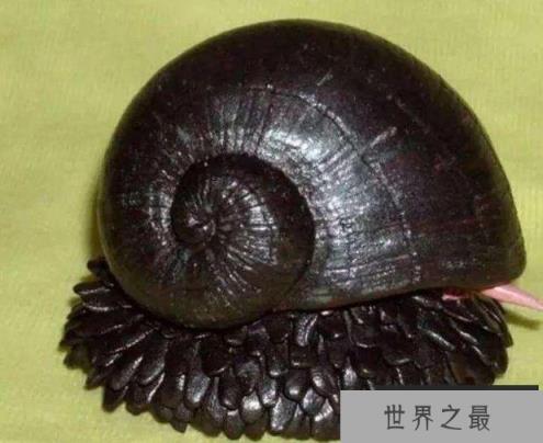 世界上什么动物壳最硬：连子弹都无法打穿