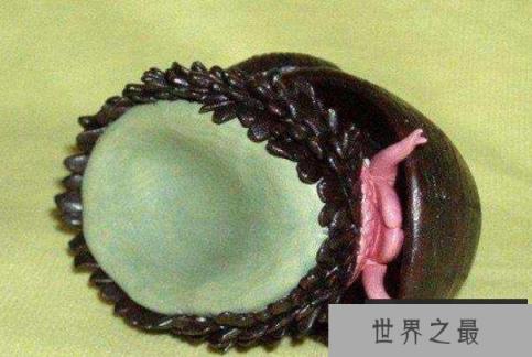 世界上什么动物壳最硬：连子弹都无法打穿