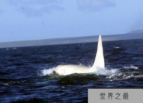 世界上最稀有的虎鲸：白化虎鲸