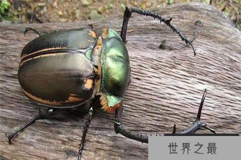 昆虫界的十大顶级霸主：体型巨大，杀伤力极强！