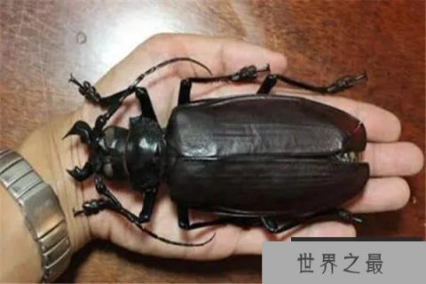 昆虫界的十大顶级霸主：体型巨大，杀伤力极强！