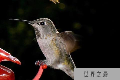 世界十大体型最小的鸟类