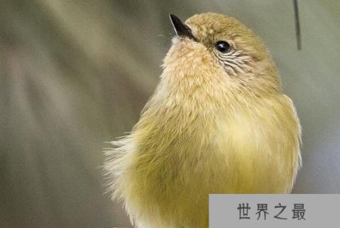 世界十大体型最小的鸟类