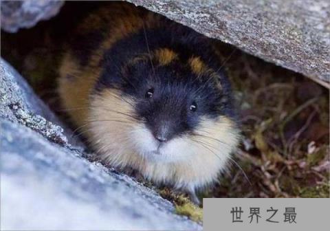 世界上最能生的动物，旅鼠繁殖能力最强