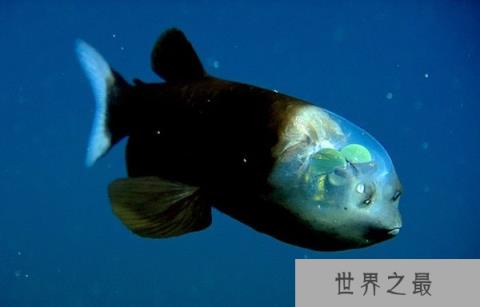 世界上最奇怪的动物