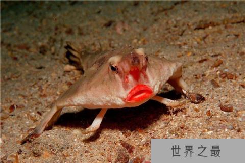 世界上最奇怪的动物