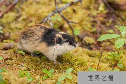 世界上最能生的动物，旅鼠繁殖能力最强