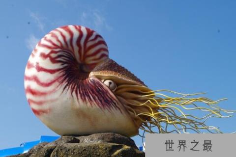 世界十大知名海螺品种