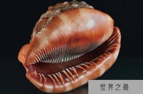 世界十大知名海螺品种