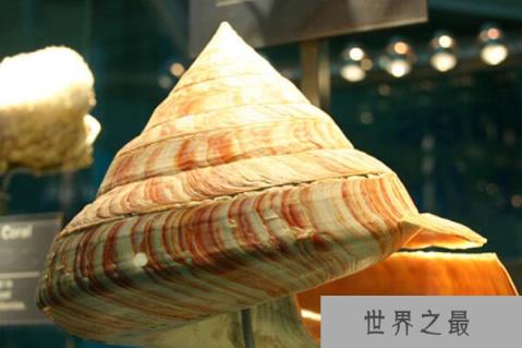 世界十大知名海螺品种