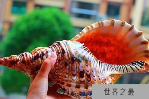 世界十大最好看的贝类