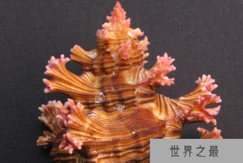 世界十大最好看的贝类