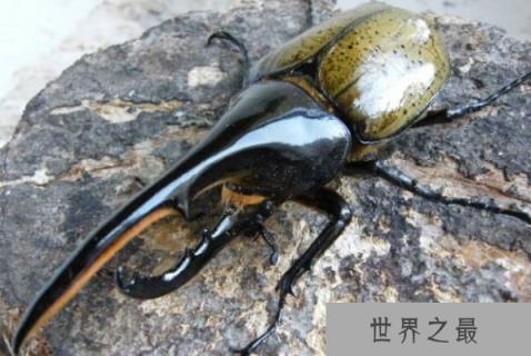 世界上最大的虫子