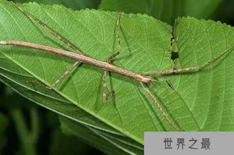 世界上最大的虫子