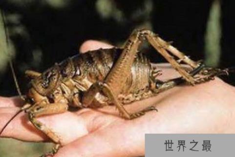世界上最大的虫子