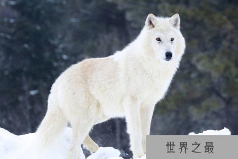 世界上最漂亮的狼
