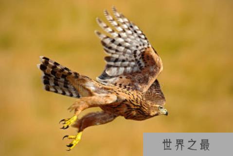 世界最长寿命的鸟，苍鹰寿命约70岁