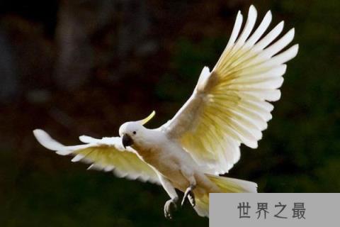 世界最长寿命的鸟，苍鹰寿命约70岁